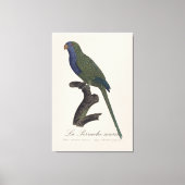 La Perruche souris / Monk Parakeet Leinwanddruck (Vorderseite)