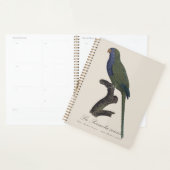 La Perruche souris / Monk Parakeet Planer (Anzeige)