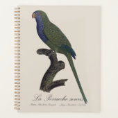 La Perruche souris / Monk Parakeet Planer (Vorderseite)