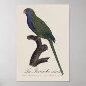 La Perruche souris / Monk Parakeet Poster (Vorne)