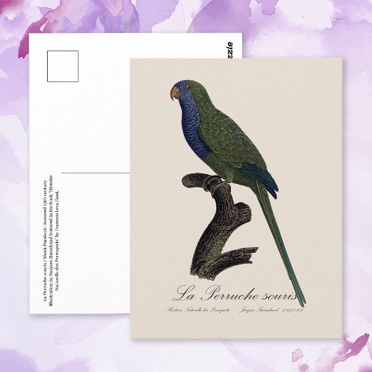 La Perruche souris / Monk Parakeet Postkarte