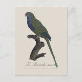 La Perruche souris / Monk Parakeet Postkarte (Vorderseite)