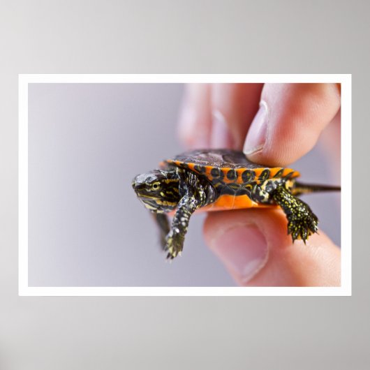 La Petite Tortue Poster (Vorne)