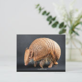 La Plata Three-Banded Armadillo Postkarte (Stehend Vorderseite)