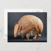 La Plata Three-Banded Armadillo Postkarte (Vorne/Hinten)