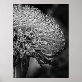 La Pluie Noir - Dandelion Poster