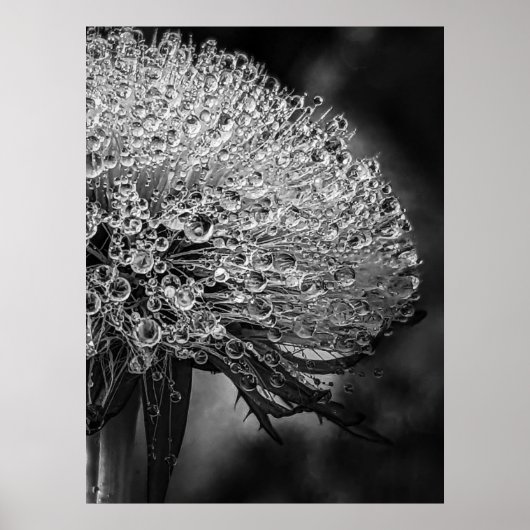 La Pluie Noir - Dandelion Poster (Vorne)