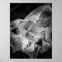 La Pluie Noir - Lily, transparent Poster