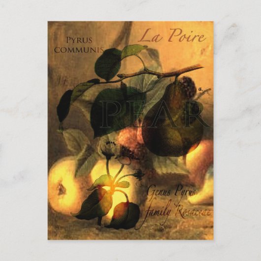 La Poire #1 Postkarte (Vorderseite)