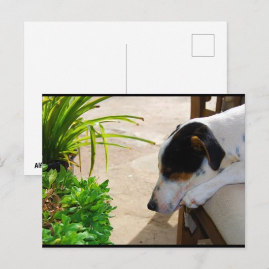 La Siesta del Ratonero Postkarte (Vorne/Hinten)
