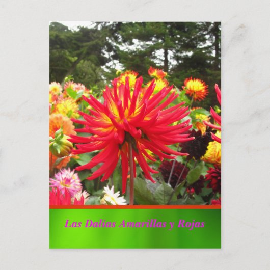La Tarjeta Postal - Las Dalias Amarillas y Rojas Postkarte (Vorderseite)