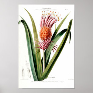 La Tillandra Vintag Pink Botanical Flore DAmeriqu Poster