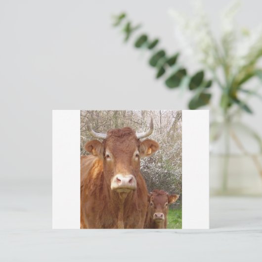 La vache et son postkarte (Stehend Vorderseite)