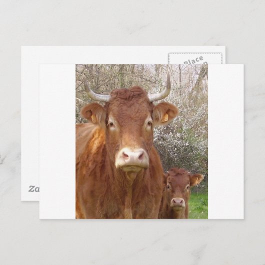 La vache et son postkarte (Vorne/Hinten)
