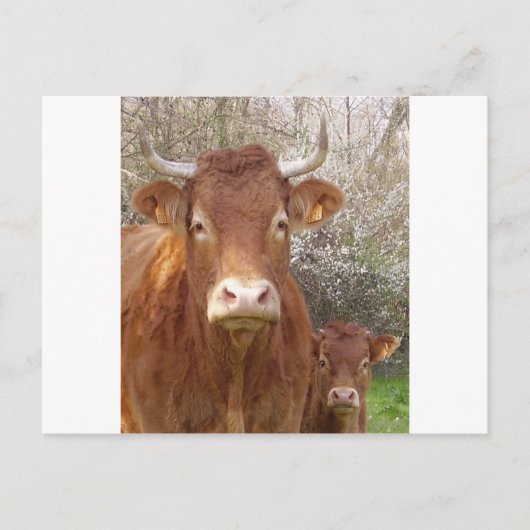 La vache et son postkarte (Vorderseite)