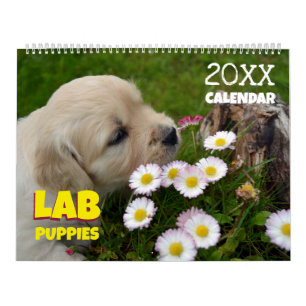 Lab Welpen Labrador Retriever Süß 2027 Kalender