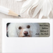 Labels für die weiße Poodle-Adresse (Insitu)