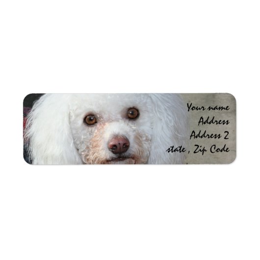 Labels für die weiße Poodle-Adresse (Vorne)