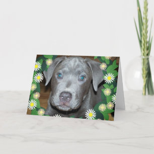 Labrabull Welpe mit Blume / Haustier Hund Foto Karte