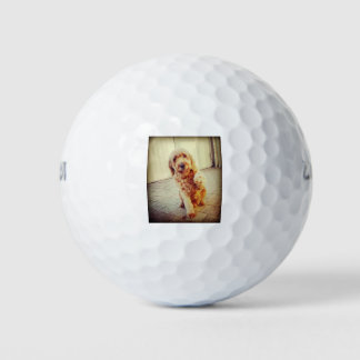 labradoodell golfball
