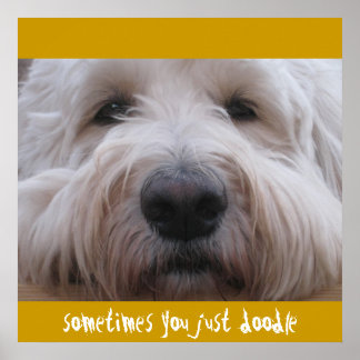 Labradoodle-Gedanken Poster