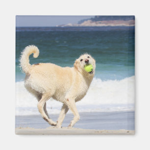 Labradoodle - glücklicher Tag auf dem Strand Magnet