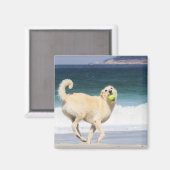 Labradoodle - Happy Day on Beach Magnet (Vorderseite/Rückseite)