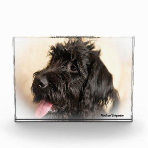 Labradoodle Hund. Fotoblock