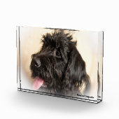 Labradoodle Hund. Fotoblock (Rechts)