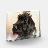 Labradoodle Hund. Fotoblock (Links)