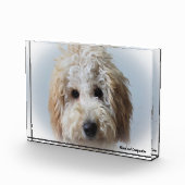 Labradoodle Hund. Fotoblock (Rechts)