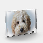 Labradoodle Hund. Fotoblock (Links)