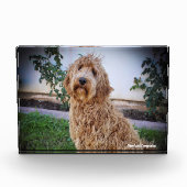 Labradoodle Hund. Fotoblock (Vorderseite)