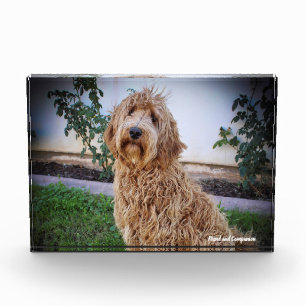Labradoodle-Hund. Fotoblock