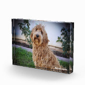Labradoodle Hund. Fotoblock (Rechts)