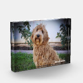 Labradoodle Hund. Fotoblock (Links)
