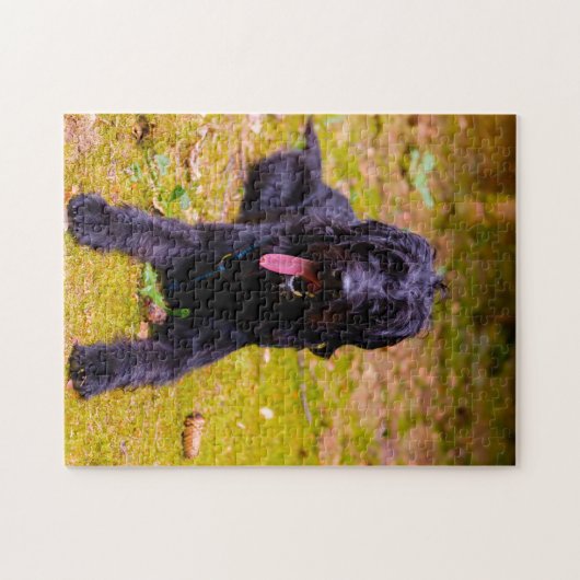 Labradoodle Hund. Puzzle (Horizontal)