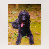 Labradoodle Hund. Puzzle (Vertikal)