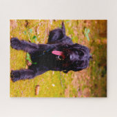 Labradoodle Hund. Puzzle (Horizontal)