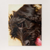 Labradoodle Hund. Puzzle (Vertikal)