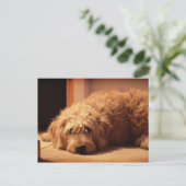 Labradoodle Hund sieht traurig aus Postkarte (Stehend Vorderseite)