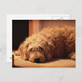 Labradoodle Hund sieht traurig aus Postkarte (Vorne/Hinten)