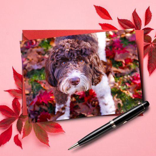 Labradoodle im Herbst Karte
