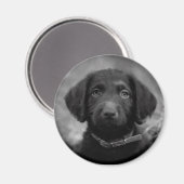 Labradoodle in B&W-Abzeichen Magnet (Vorderseite/Rückseite)