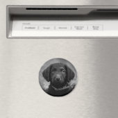 Labradoodle in B&W-Abzeichen Magnet (In Situ (Geschirrspüler))