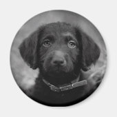 Labradoodle in B&W-Abzeichen Magnet (Vorne)