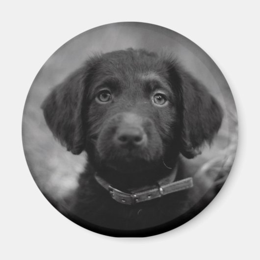 Labradoodle in B&W-Abzeichen Magnet (Vorne)