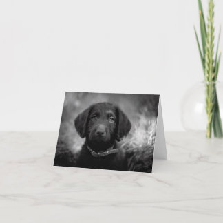 Labradoodle in B&W Notecard Karte