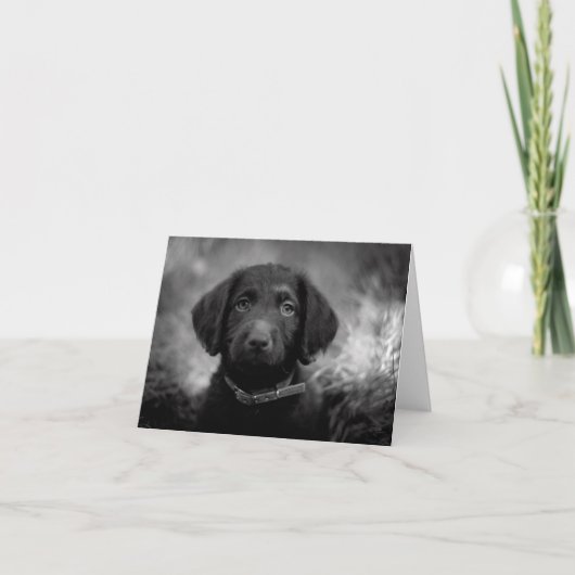 Labradoodle in B&W Notecard Karte (Vorderseite)