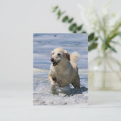 Labradoodle - Izzie Postkarte (Stehend Vorderseite)